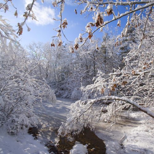 Winter woods and pond after a fresh snowfall  bcl#7365-sbBlue Mountain- Birch Cove Lakes Wilderness near Susies Lake, Halifax, Nova Scotia, CanadaAn unprotected , endangered section of this wilderness area.