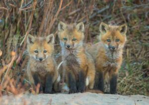 Trio of baby foxes