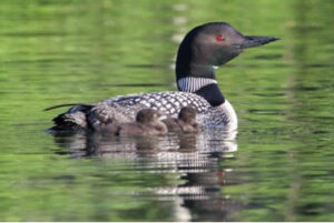 Loon with young