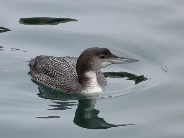 common loon - NSNT