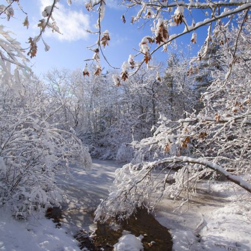 Winter woods and pond after a fresh snowfall  bcl#7365-sb
Blue Mountain- Birch Cove Lakes Wilderness near Susies Lake, Halifax, Nova Scotia, Canada
An unprotected , endangered section of this wilderness area.